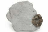 Enrolled Eldredgeops Trilobite Fossil - Paulding, Ohio #224922-1